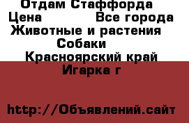 Отдам Стаффорда › Цена ­ 2 000 - Все города Животные и растения » Собаки   . Красноярский край,Игарка г.